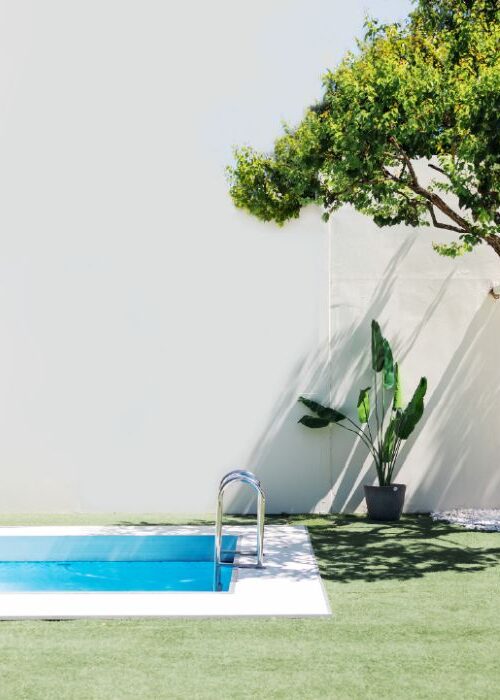 small tree grows near pool